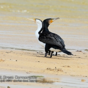 Phalacrocorax carbo at Cunjurong Point, NSW - 3 Dec 2018 12:00 AM