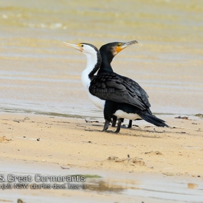 Phalacrocorax carbo (Great Cormorant) at Cunjurong Point, NSW - 2 Dec 2018 by Charles Dove