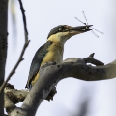 Todiramphus sanctus (Sacred Kingfisher) at Deakin, ACT - 9 Dec 2018 by BIrdsinCanberra