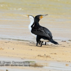 Phalacrocorax varius (Pied Cormorant) at Cunjurong Point, NSW - 2 Dec 2018 by Charles Dove