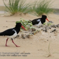 Haematopus longirostris (Australian Pied Oystercatcher) at Lake Conjola, NSW - 2 Dec 2018 by CharlesDove