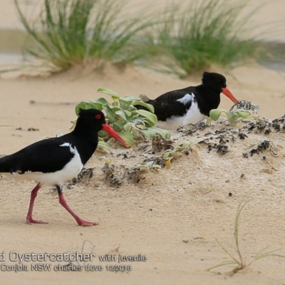 Haematopus longirostris (Australian Pied Oystercatcher) at Lake Conjola, NSW - 3 Dec 2018 by CharlesDove