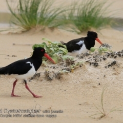Haematopus longirostris (Australian Pied Oystercatcher) at Cunjurong Point, NSW - 2 Dec 2018 by CharlesDove