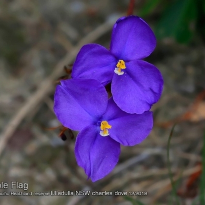 Patersonia sp. at South Pacific Heathland Reserve - 28 Nov 2018 by Charles Dove