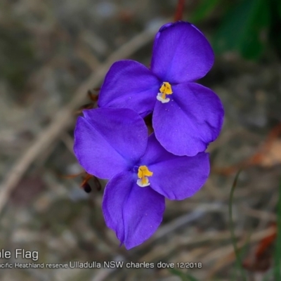 Patersonia (genus) at Ulladulla, NSW - 29 Nov 2018 by CharlesDove