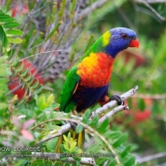 Trichoglossus moluccanus (Rainbow Lorikeet) at South Pacific Heathland Reserve - 3 Dec 2018 by Charles Dove