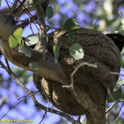 Corcorax melanorhamphos (White-winged Chough) at Red Hill Nature Reserve - 8 Dec 2018 by BIrdsinCanberra