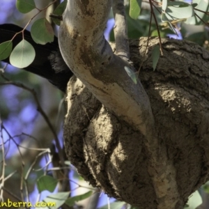 Corcorax melanorhamphos at Deakin, ACT - 9 Dec 2018 07:57 AM