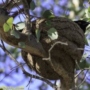 Corcorax melanorhamphos at Deakin, ACT - 9 Dec 2018