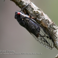 Psaltoda moerens (Redeye cicada) at South Pacific Heathland Reserve - 4 Dec 2018 by CharlesDove