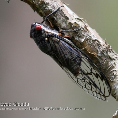Psaltoda moerens (Redeye cicada) at South Pacific Heathland Reserve - 3 Dec 2018 by Charles Dove