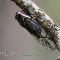 Psaltoda moerens (Redeye cicada) at Ulladulla, NSW - 3 Dec 2018 by Charles Dove