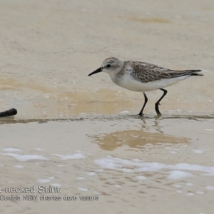 Calidris ruficollis at Cunjurong Point, NSW - 3 Dec 2018