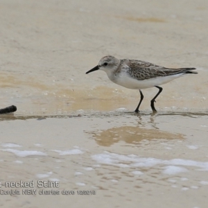 Calidris ruficollis at Cunjurong Point, NSW - 3 Dec 2018 12:00 AM