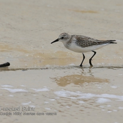 Calidris ruficollis (Red-necked Stint) at Cunjurong Point, NSW - 2 Dec 2018 by Charles Dove