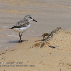 Calidris ruficollis at Cunjurong Point, NSW - 3 Dec 2018