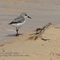 Calidris ruficollis at Cunjurong Point, NSW - 3 Dec 2018 12:00 AM