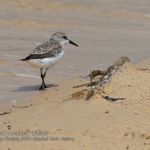 Calidris ruficollis at Cunjurong Point, NSW - 3 Dec 2018 12:00 AM