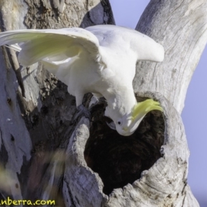 Cacatua galerita at Deakin, ACT - 9 Dec 2018