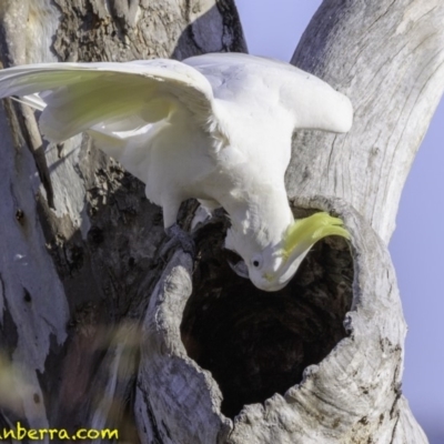 Cacatua galerita (Sulphur-crested Cockatoo) at Red Hill Nature Reserve - 8 Dec 2018 by BIrdsinCanberra