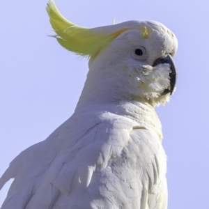 Cacatua galerita at Deakin, ACT - 9 Dec 2018 08:09 AM