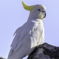 Cacatua galerita at Deakin, ACT - 9 Dec 2018