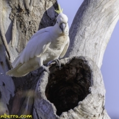 Cacatua galerita at Deakin, ACT - 9 Dec 2018