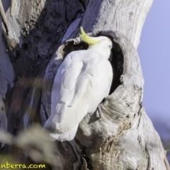 Cacatua galerita at Deakin, ACT - 9 Dec 2018