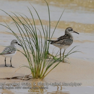 Calidris acuminata (Sharp-tailed Sandpiper) at Cunjurong Point, NSW - 3 Dec 2018 by CharlesDove