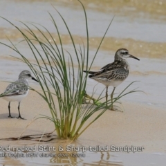 Calidris acuminata (Sharp-tailed Sandpiper) at Cunjurong Point, NSW - 2 Dec 2018 by Charles Dove