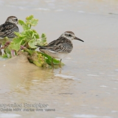 Calidris acuminata at Cunjurong Point, NSW - 3 Dec 2018