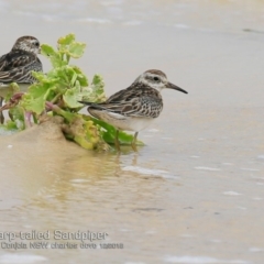 Calidris acuminata at Cunjurong Point, NSW - 3 Dec 2018 12:00 AM