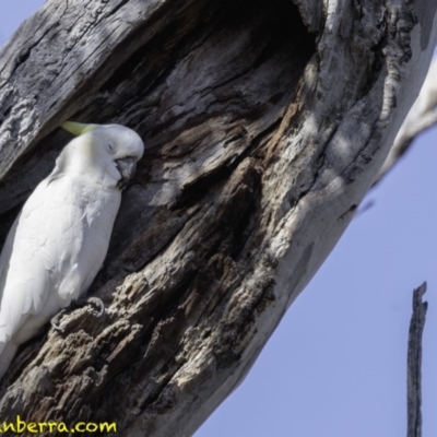 Cacatua galerita (Sulphur-crested Cockatoo) at Red Hill Nature Reserve - 8 Dec 2018 by BIrdsinCanberra