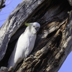 Cacatua galerita at Red Hill, ACT - 9 Dec 2018 08:56 AM