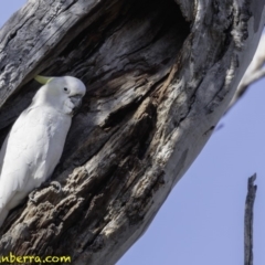 Cacatua galerita at Red Hill, ACT - 9 Dec 2018