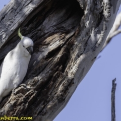 Cacatua galerita at Red Hill, ACT - 9 Dec 2018 08:56 AM