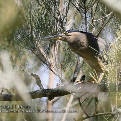 Butorides striata (Striated Heron) at Conjola, NSW - 30 Nov 2018 by CharlesDove