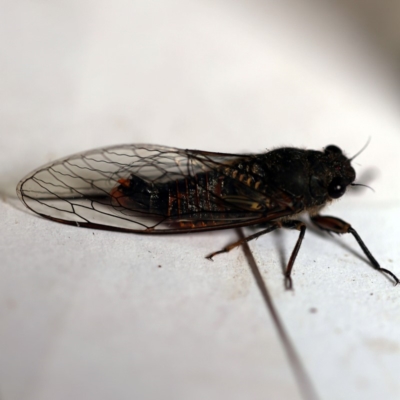 Yoyetta robertsonae (Clicking Ambertail) at O'Connor, ACT - 9 Dec 2018 by ibaird