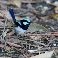 Malurus cyaneus (Superb Fairywren) at Mollymook Beach, NSW - 2 Dec 2018 by CharlesDove