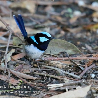 Malurus cyaneus (Superb Fairywren) at Mollymook Beach, NSW - 2 Dec 2018 by CharlesDove