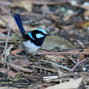 Malurus cyaneus at Mollymook Beach, NSW - 2 Dec 2018