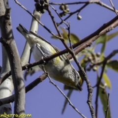 Pardalotus striatus (Striated Pardalote) at Deakin, ACT - 9 Dec 2018 by BIrdsinCanberra