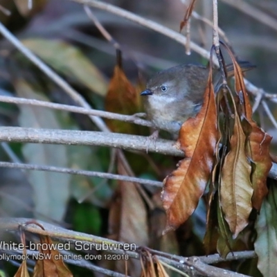 Sericornis frontalis (White-browed Scrubwren) at Mollymook, NSW - 1 Dec 2018 by CharlesDove