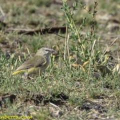 Acanthiza chrysorrhoa (Yellow-rumped Thornbill) at Deakin, ACT - 9 Dec 2018 by BIrdsinCanberra