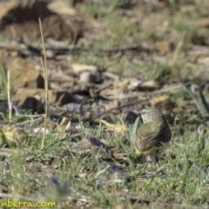 Acanthiza chrysorrhoa at Deakin, ACT - 9 Dec 2018