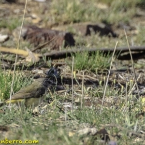 Acanthiza chrysorrhoa at Deakin, ACT - 9 Dec 2018