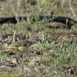 Acanthiza chrysorrhoa at Deakin, ACT - 9 Dec 2018