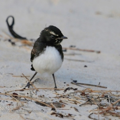 Rhipidura leucophrys (Willie Wagtail) at Mollymook, NSW - 3 Dec 2018 by CharlesDove