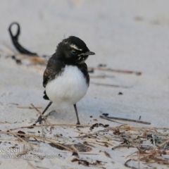 Rhipidura leucophrys (Willie Wagtail) at Mollymook, NSW - 2 Dec 2018 by CharlesDove