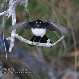 Rhipidura leucophrys at Mollymook, NSW - 3 Dec 2018 12:00 AM